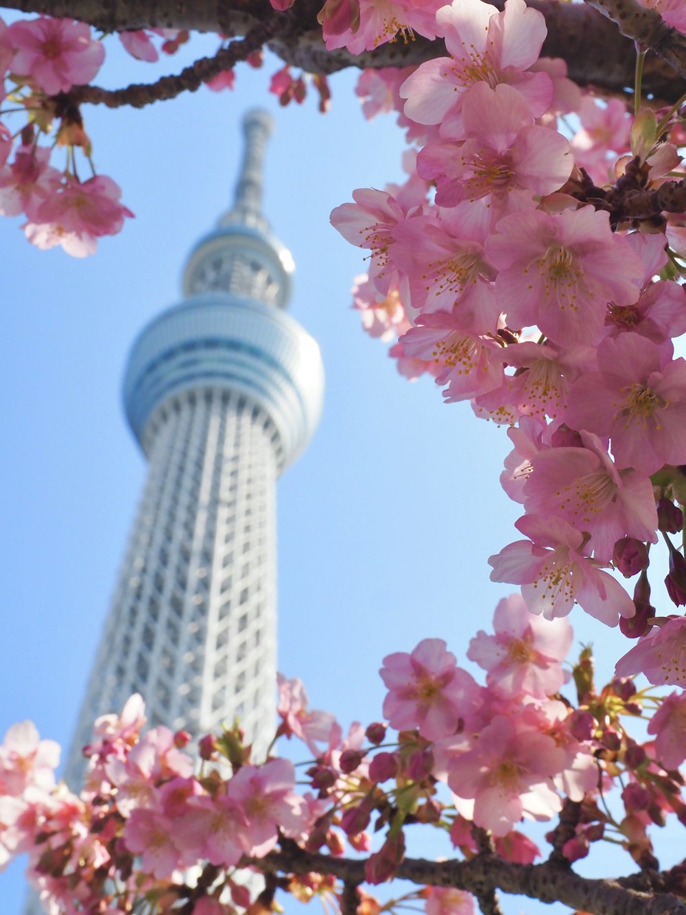 高層ビルの前にピンク色の花が咲く木