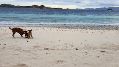 Four dogs playing together on a sandy beach with waves gently rolling in