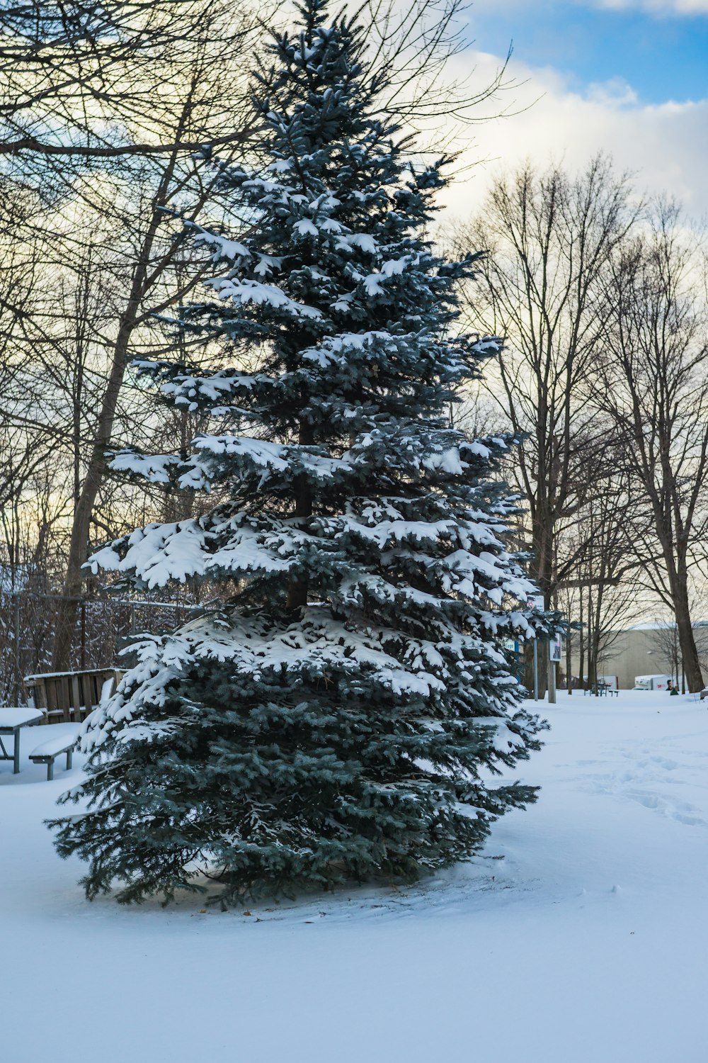a snow covered pine tree in a park