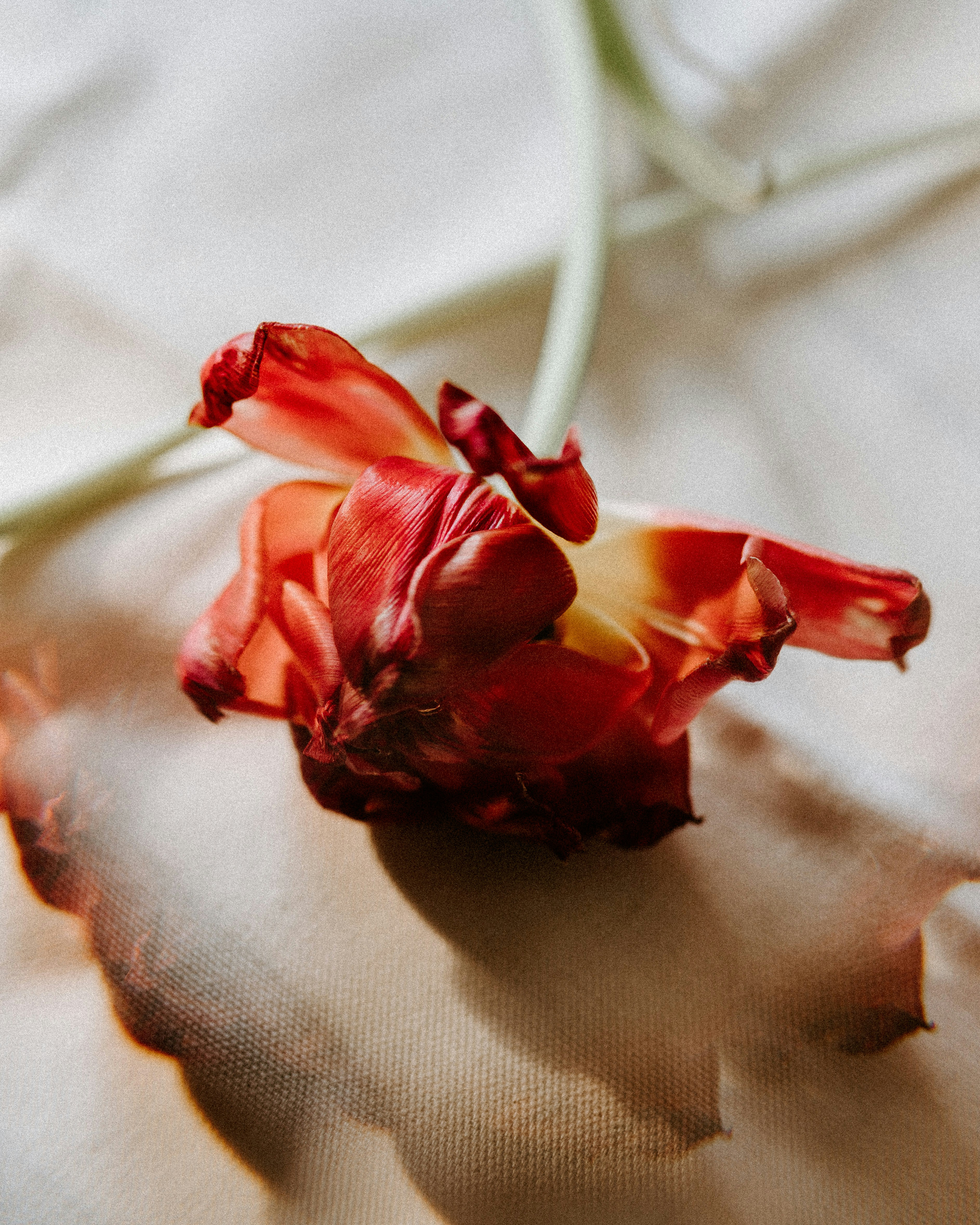 Photo by cate_brodersen