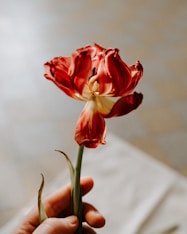 a person holding a red flower in their hand