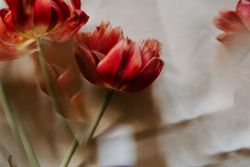 three red tulips in a vase on a table