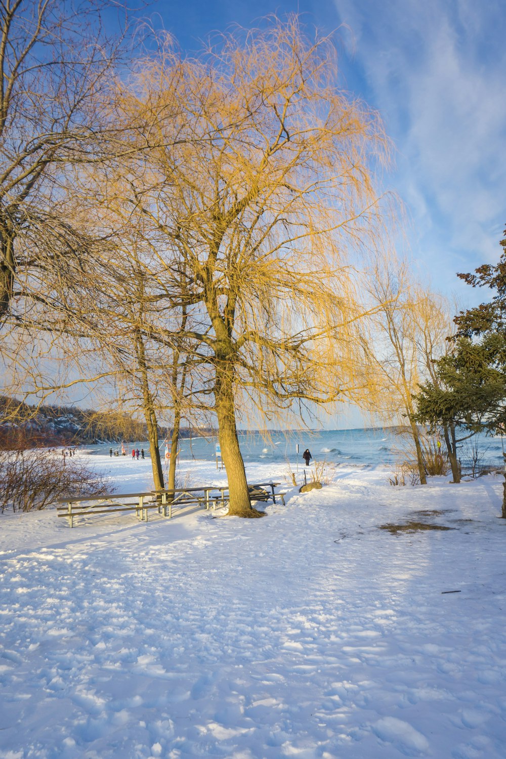 a snow covered park with benches and trees