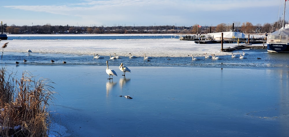 a group of birds standing on top of a frozen lake