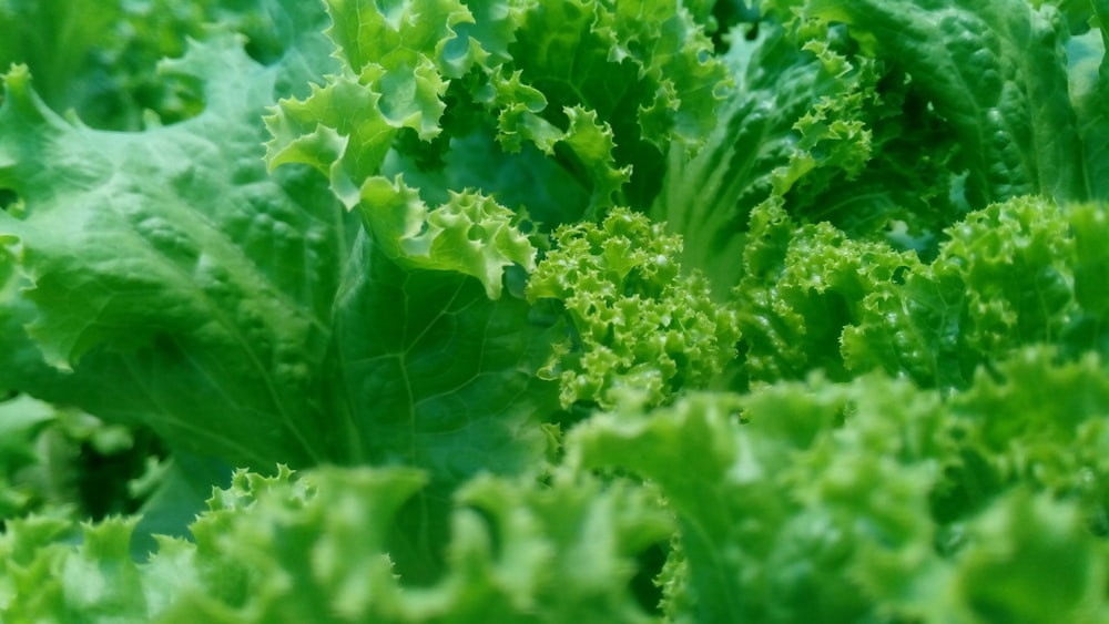 a close up of a bunch of green lettuce