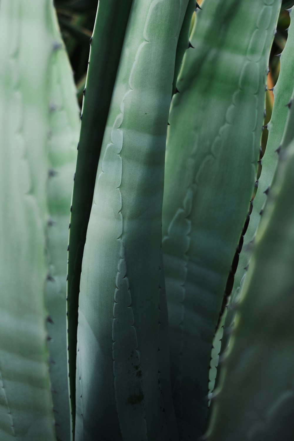 a close up of a large green plant