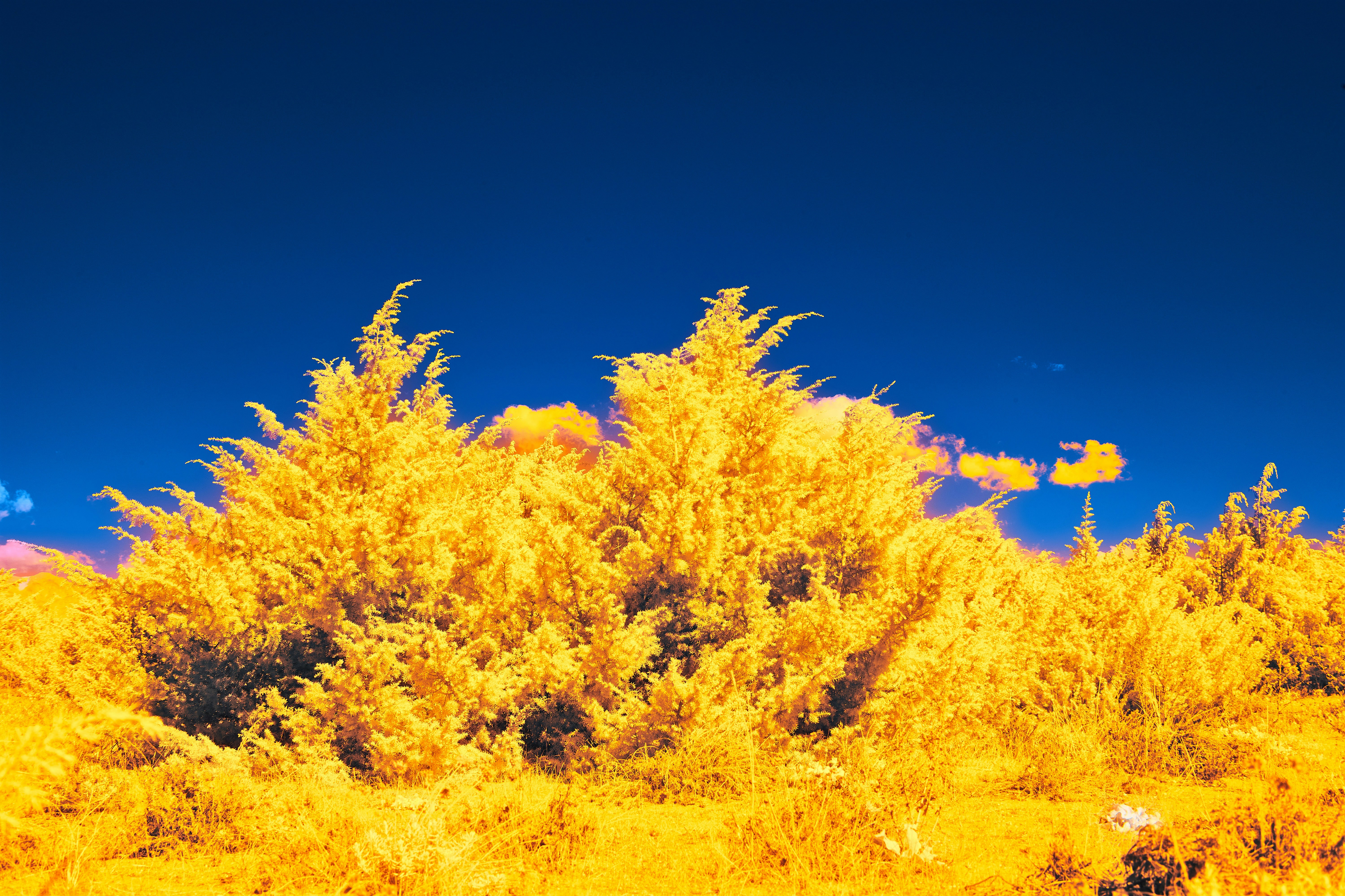 Photo by wolfgang_hasselmann