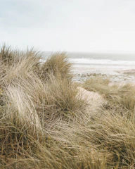 a grassy area with a beach in the background