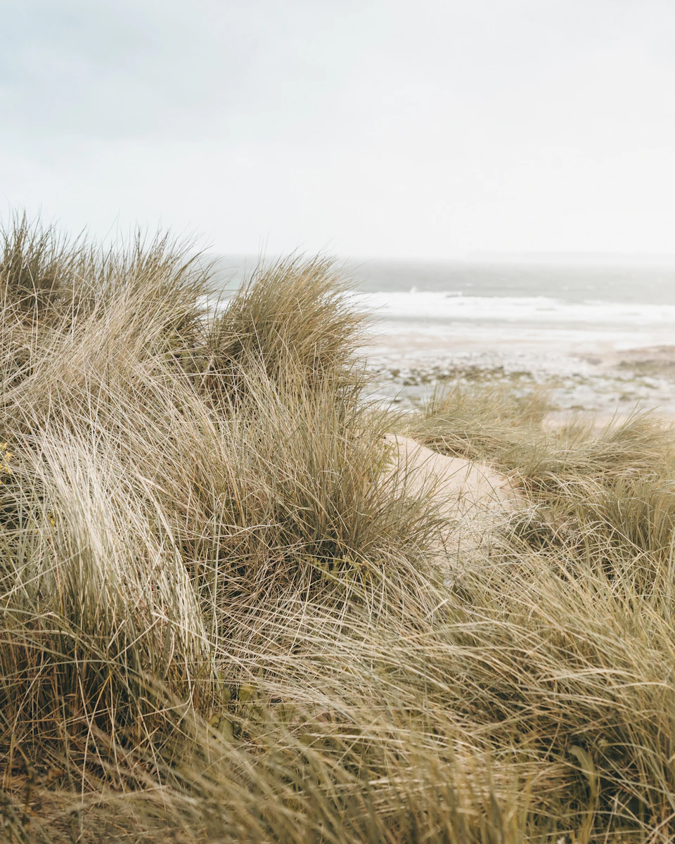 Serene beach scene with swaying dry grass and sandy path leading to the ocean