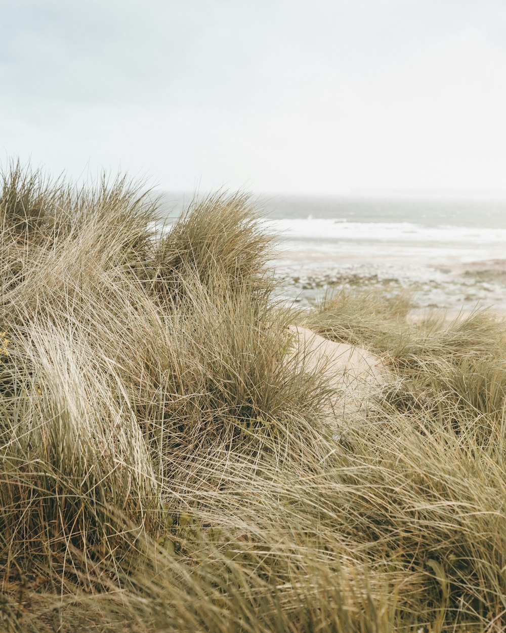 a grassy area with a beach in the background