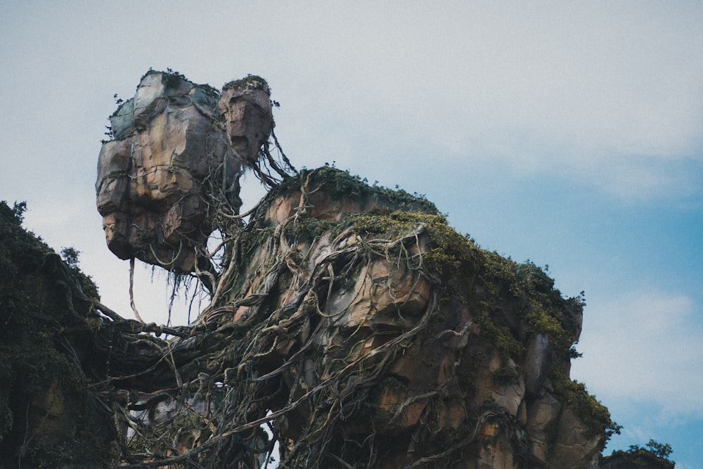 a rock formation with vines growing out of it