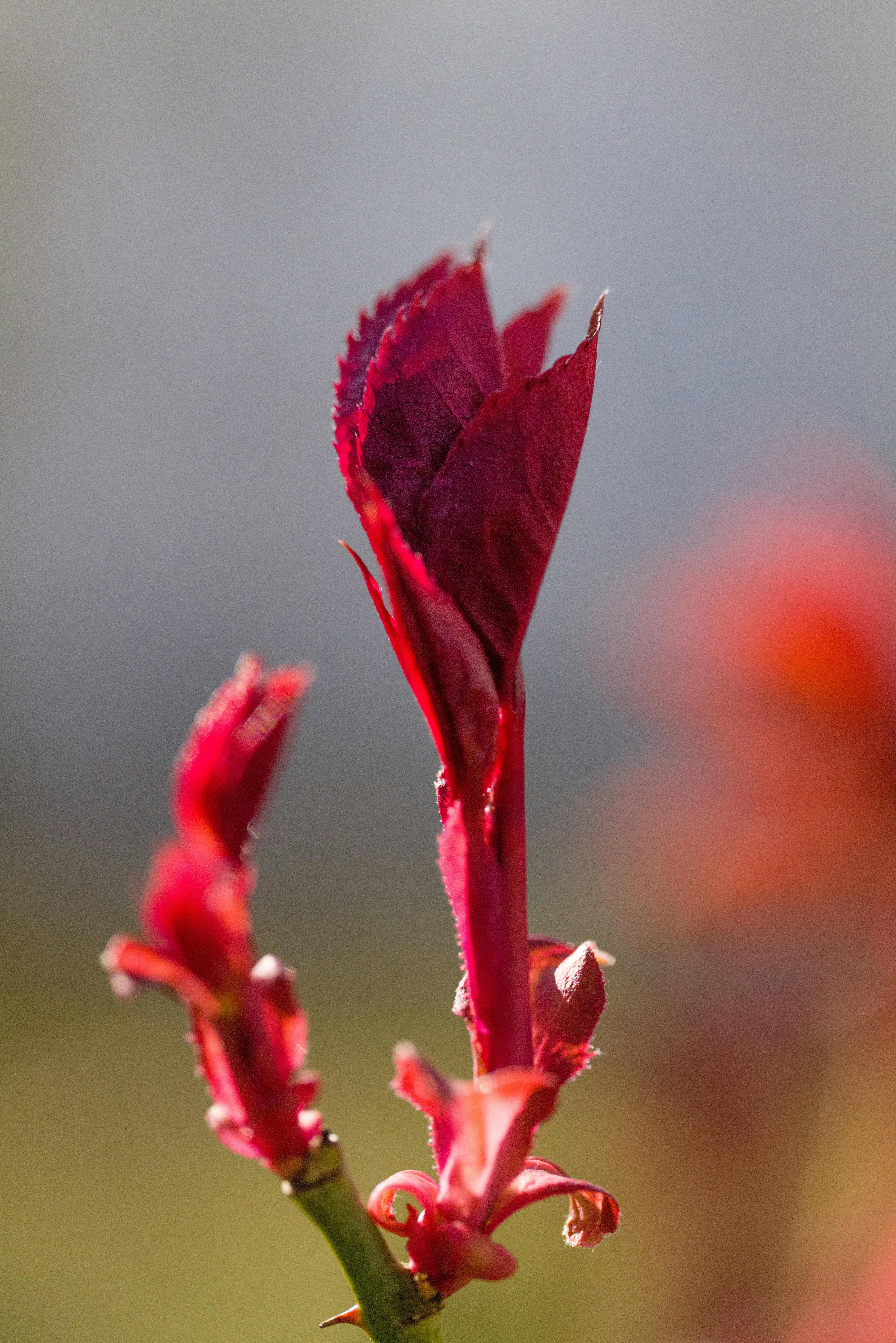 Photo by georgeiermann