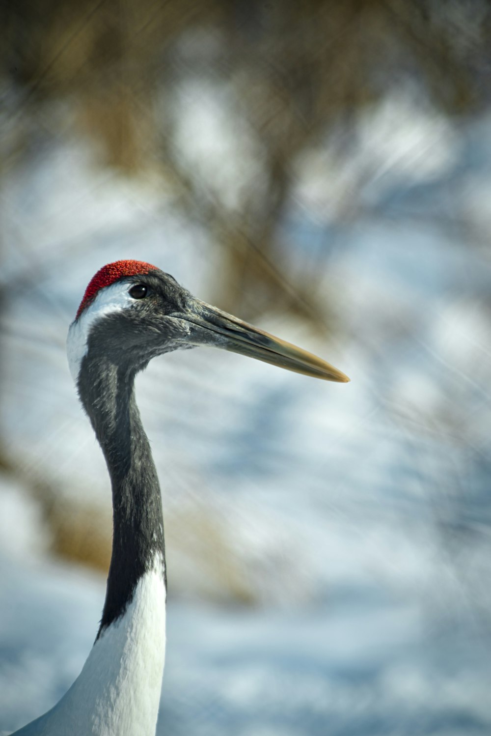 a large bird with a red head standing in the snow