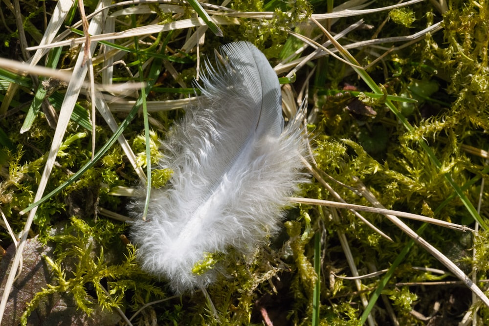 a white feather laying in the grass