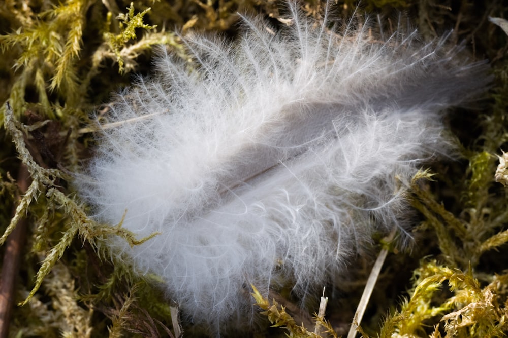a white feather is laying on some moss