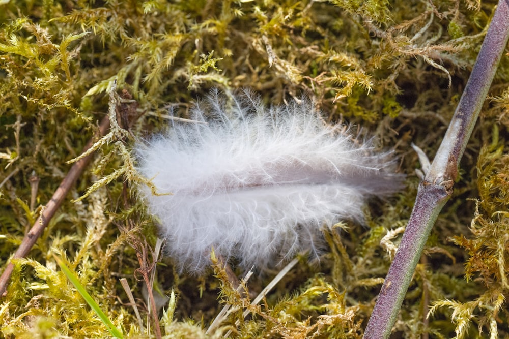 a white feather is laying in the grass