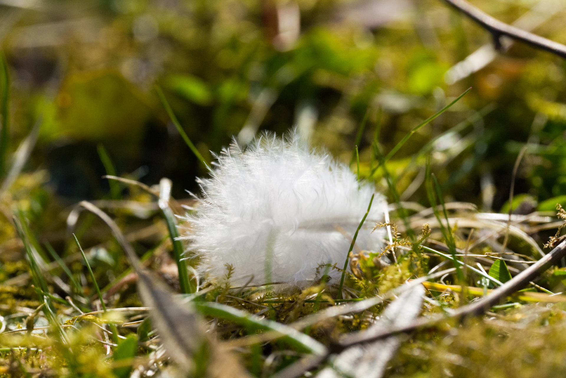 a white feather sitting on top of a lush green field