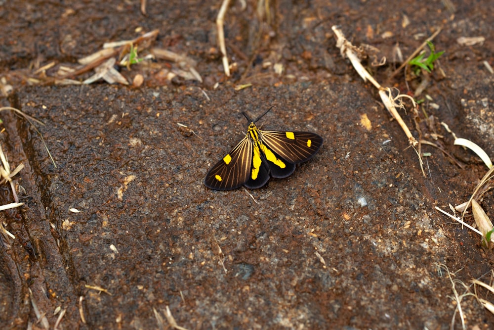 uma borboleta amarela e preta deitada no chão