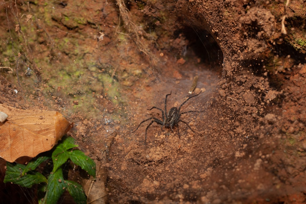 uma aranha rastejando em um buraco no chão