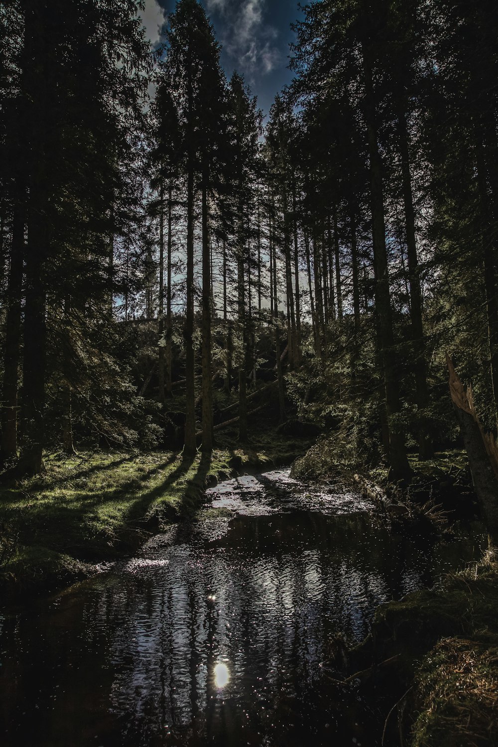 a river running through a forest under a full moon