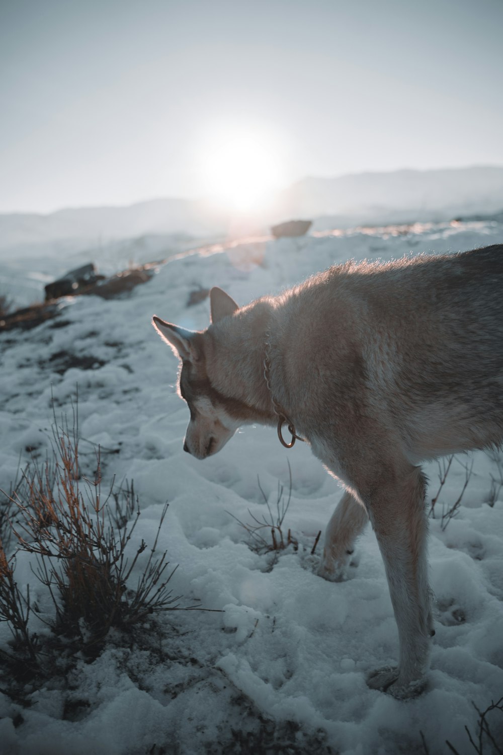 a dog is standing in the snow with the sun in the background