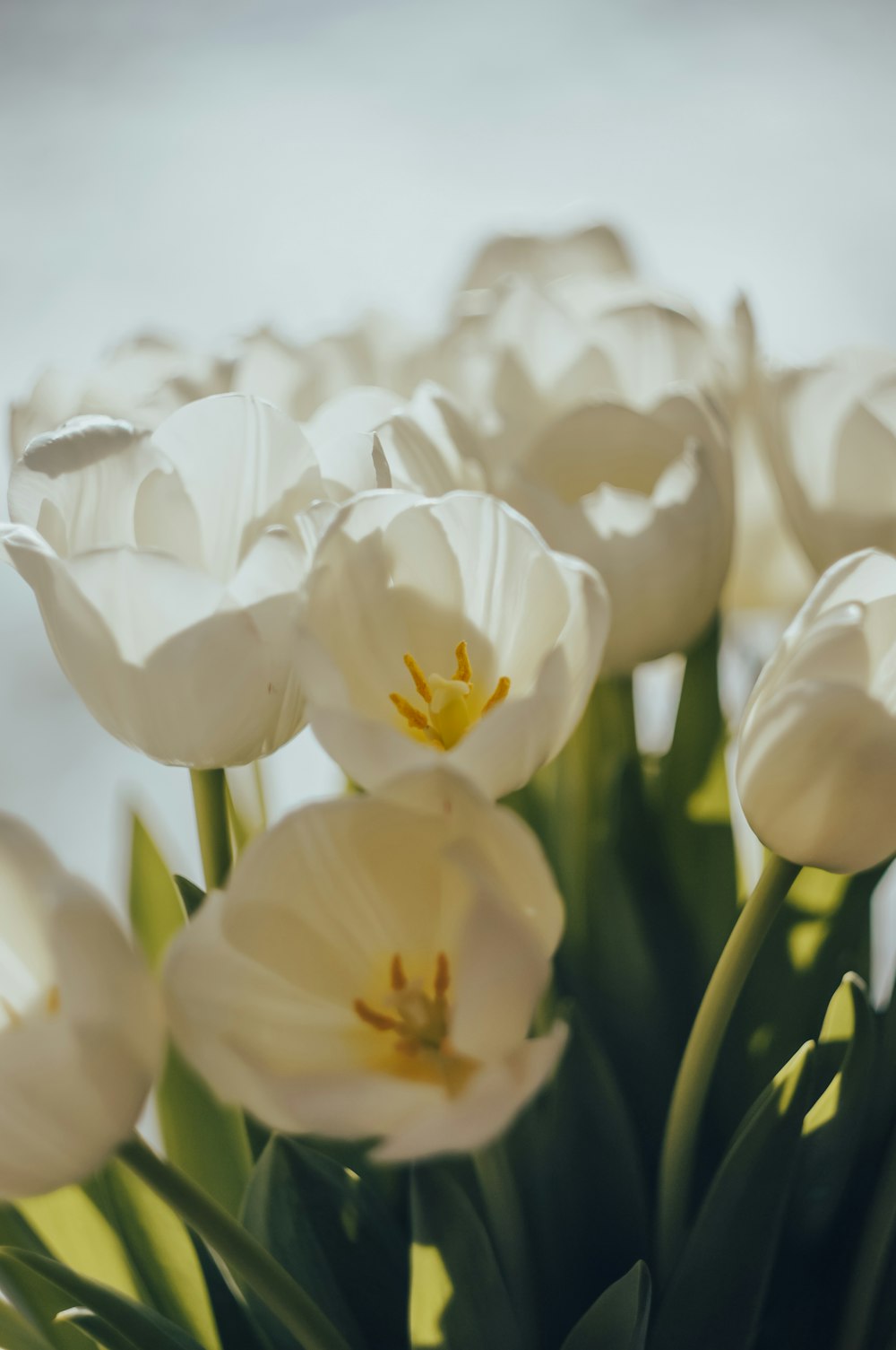 a vase filled with white flowers on top of a table