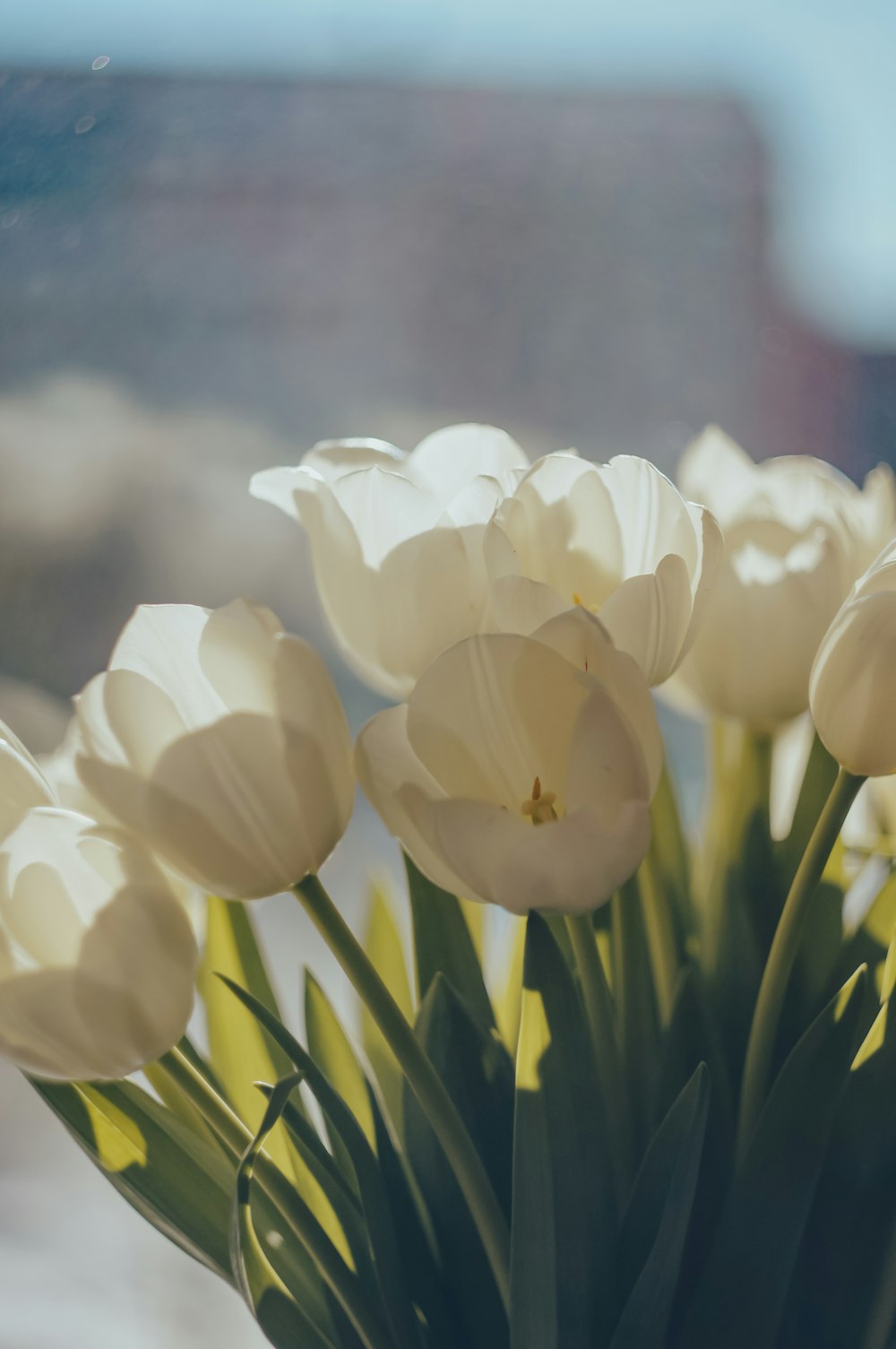 a vase filled with white flowers on top of a table