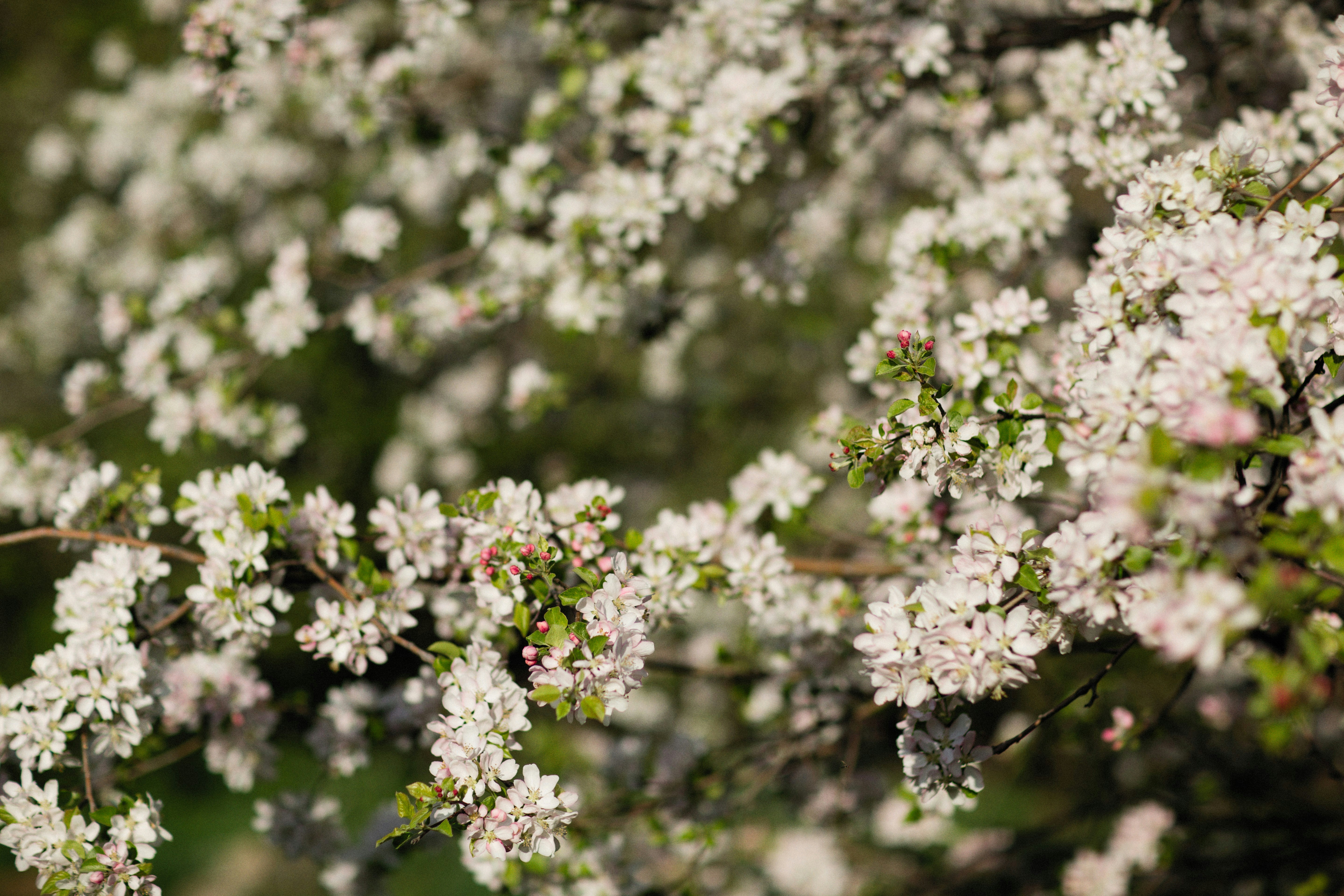 Photo by alexeydemidov