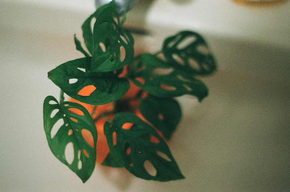 a green plant sitting on top of a white sink