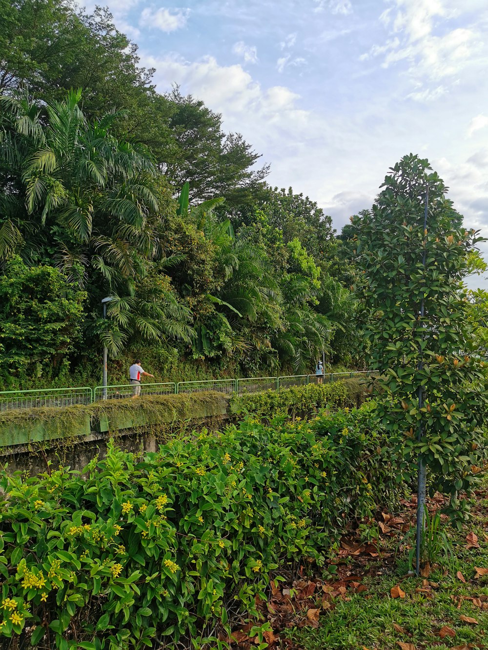 a lush green forest filled with lots of trees