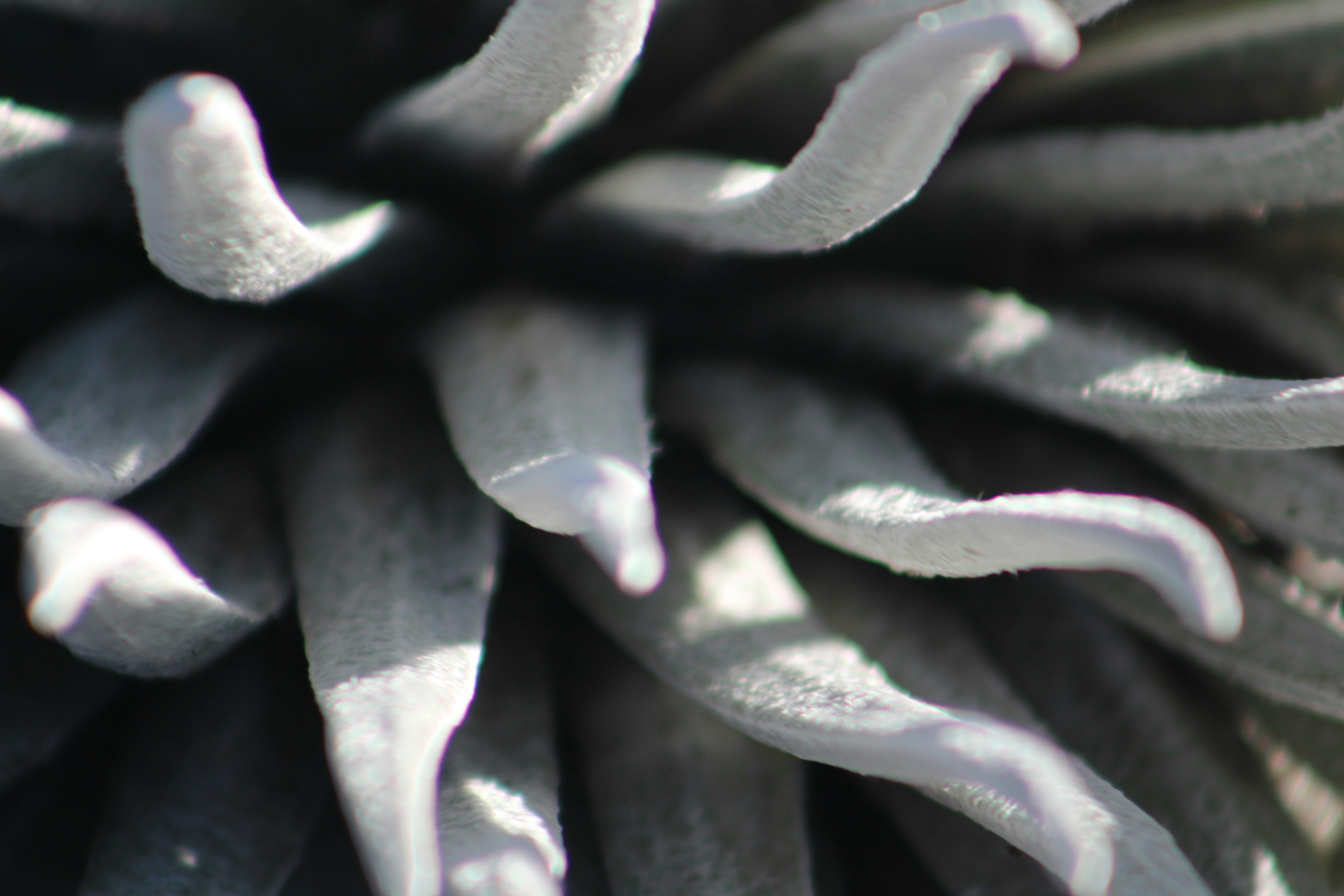 Photo by curriedflute