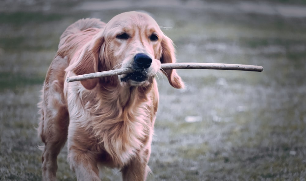 a dog carrying a stick in its mouth