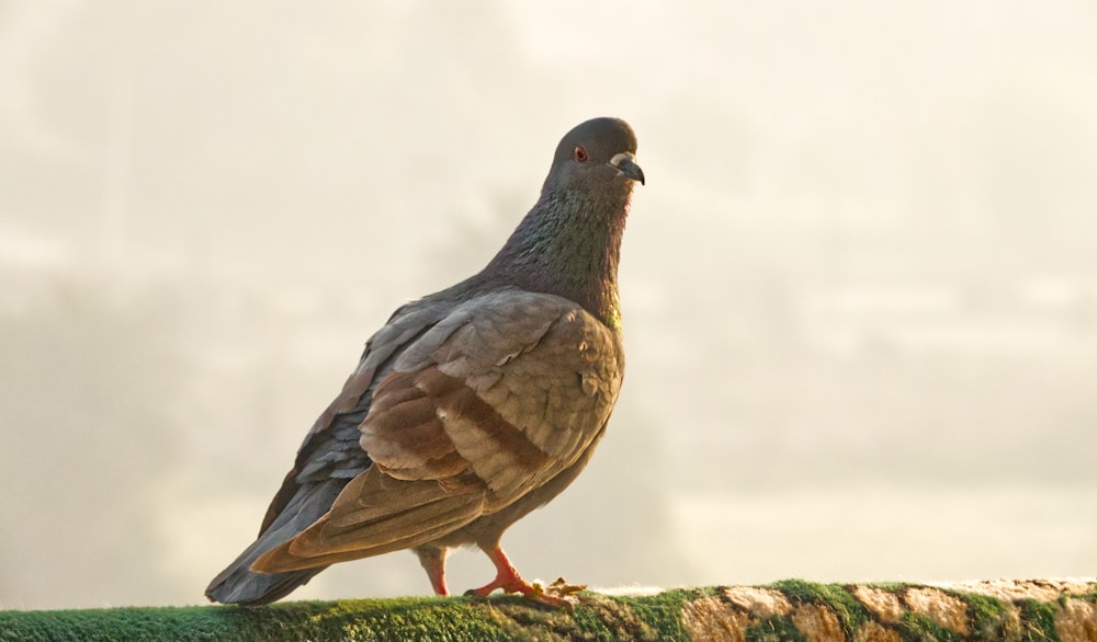 a pigeon is standing on top of a fence