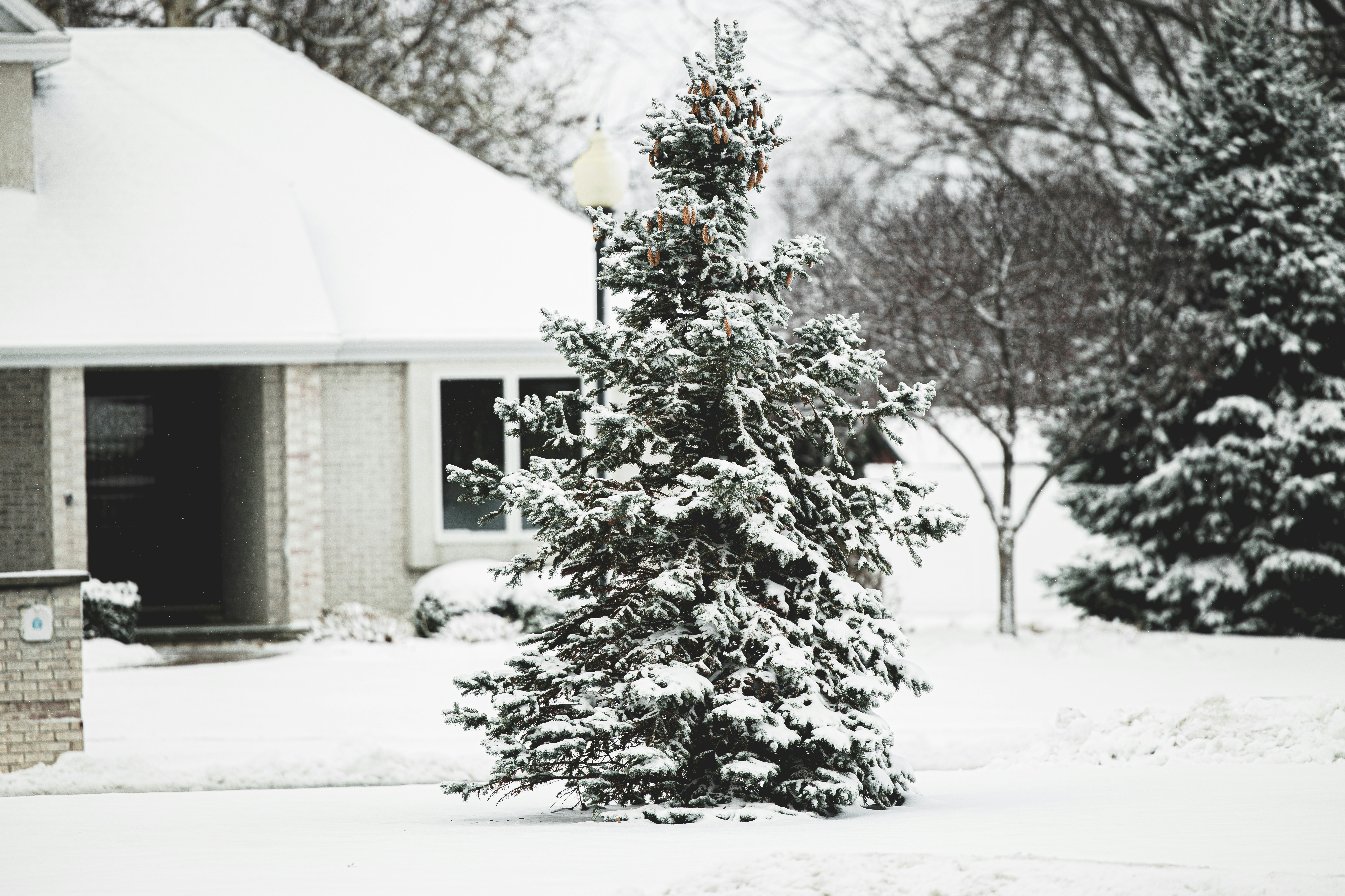 a snow covered tree in front of a house