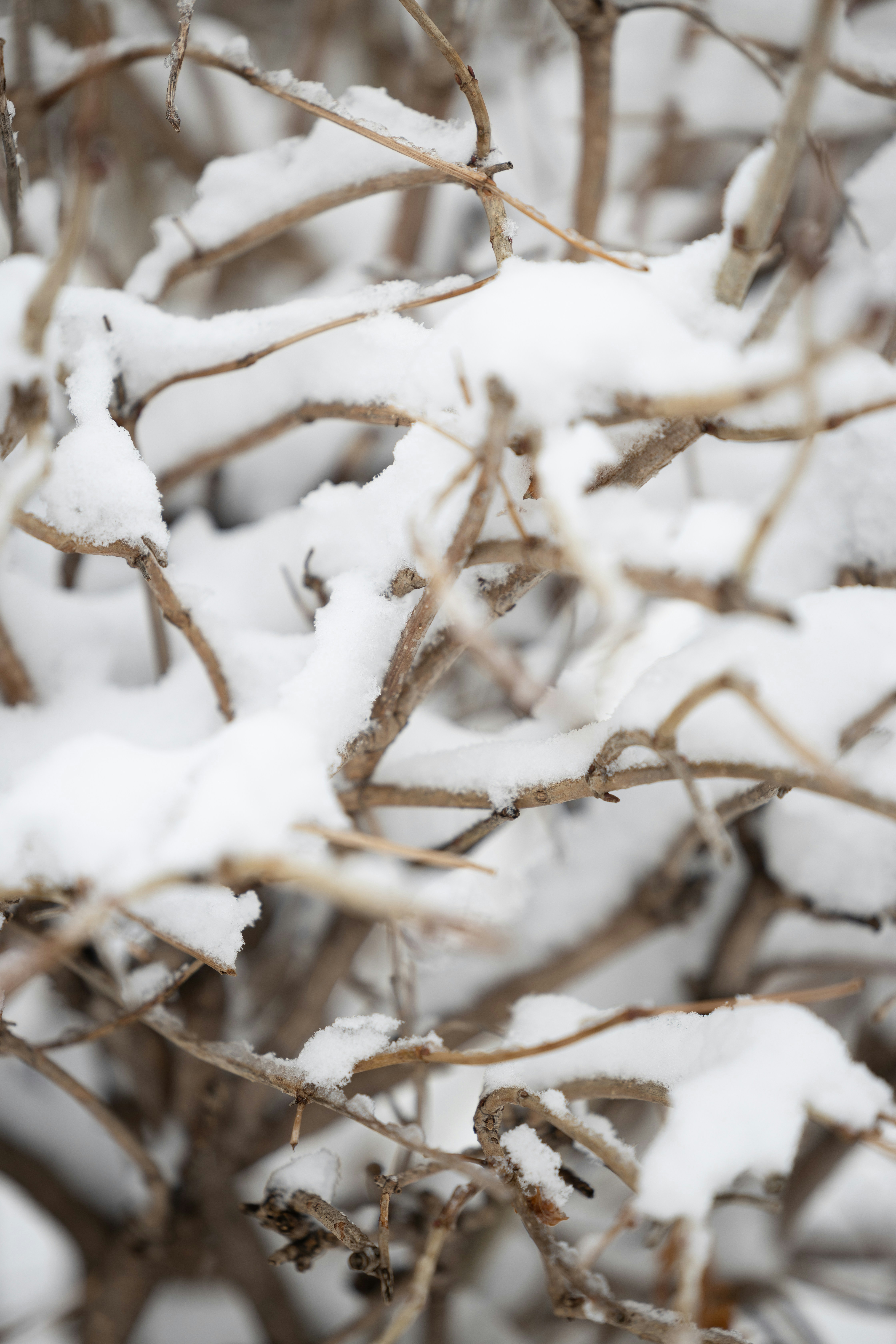 Photo by luismorerat