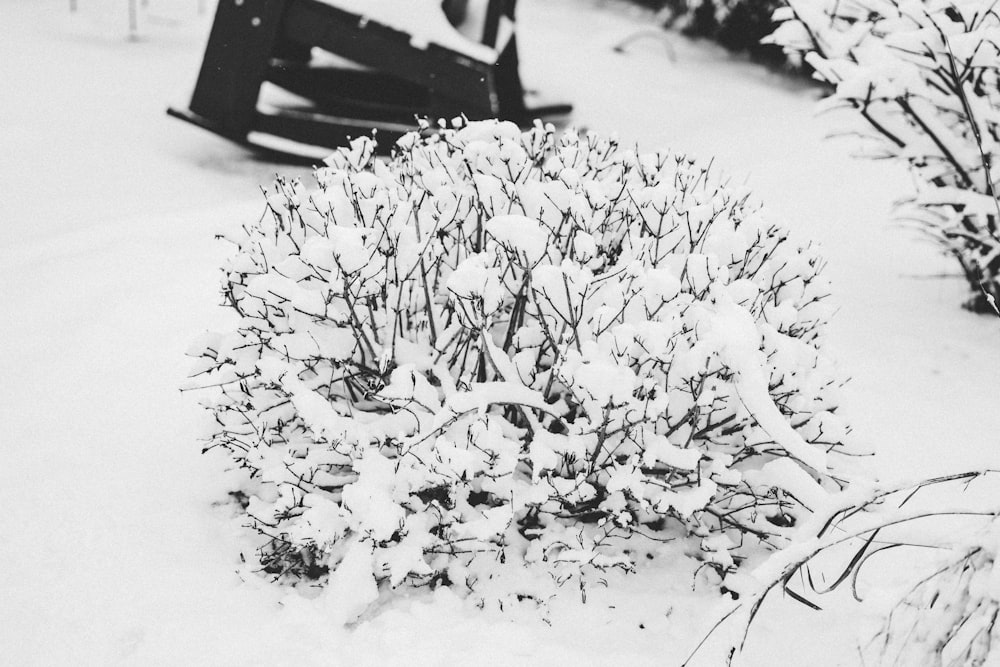 a black and white photo of a snow covered bush