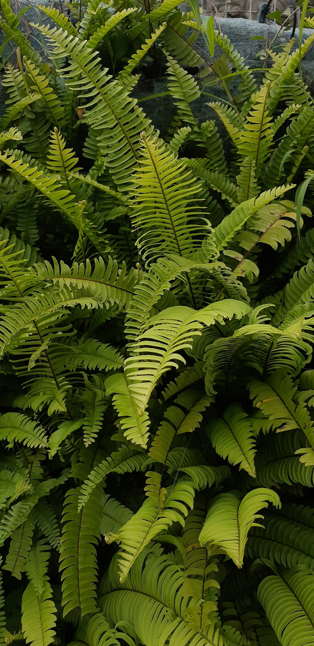 a close up of a plant with lots of green leaves