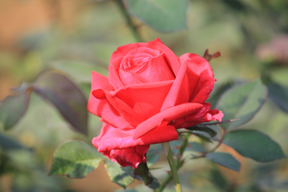 uma rosa vermelha está florescendo em um jardim