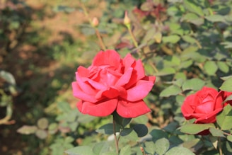 a close up of two red roses in a field