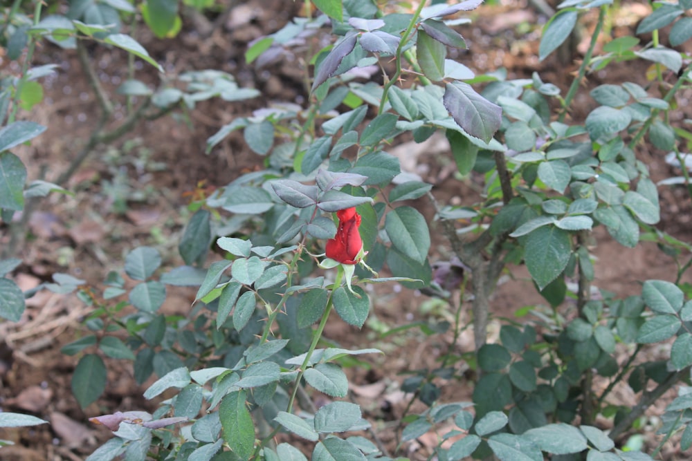 a small red flower with green leaves in the background