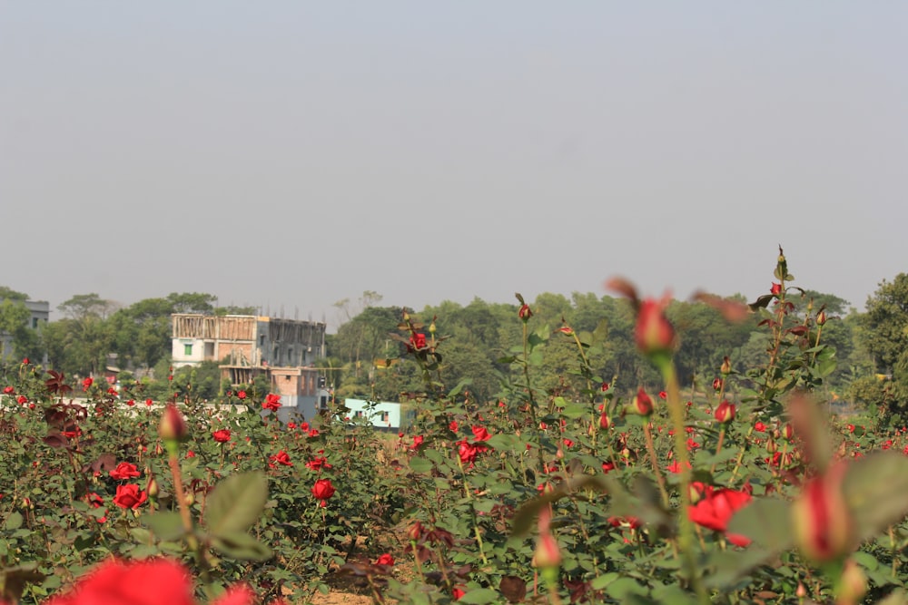 a field full of red flowers with a house in the background