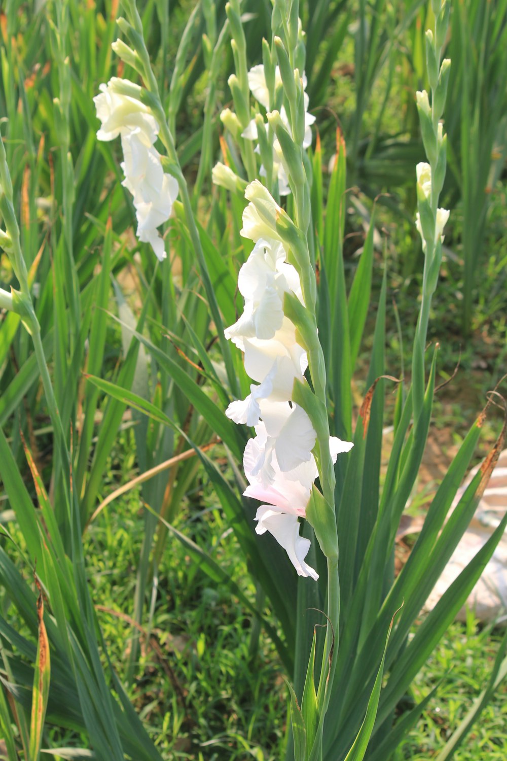 a close up of a white flower in a field