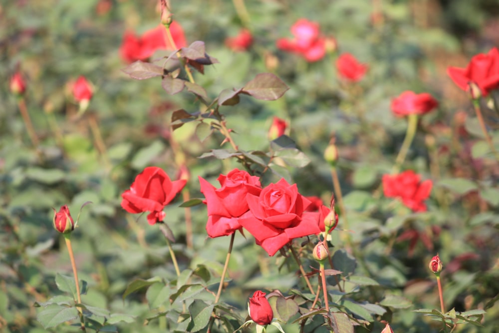 a field full of red roses with green leaves