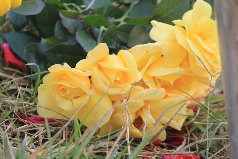 um ramo de flores amarelas que estão na grama