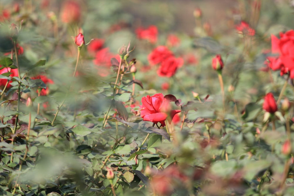 a field full of red flowers with green leaves