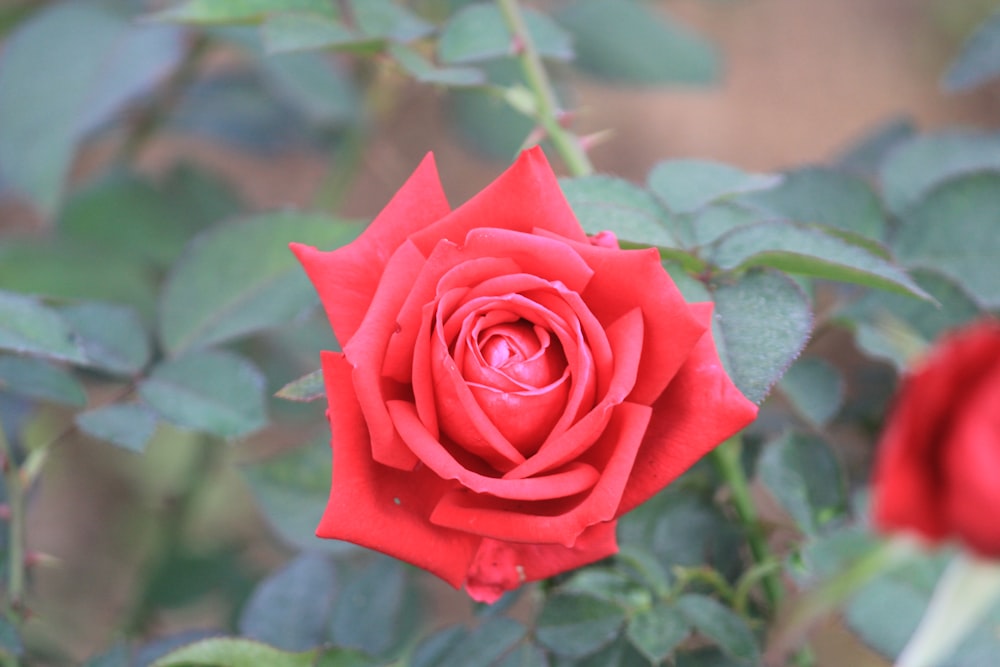 um close up de uma rosa vermelha com folhas verdes