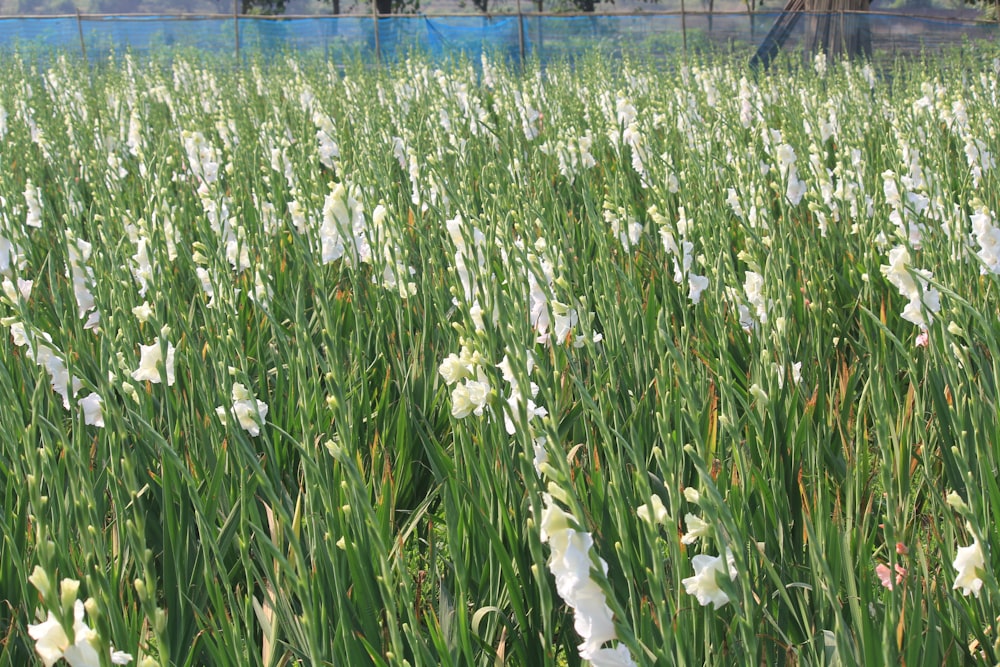 a field full of white flowers next to a fence