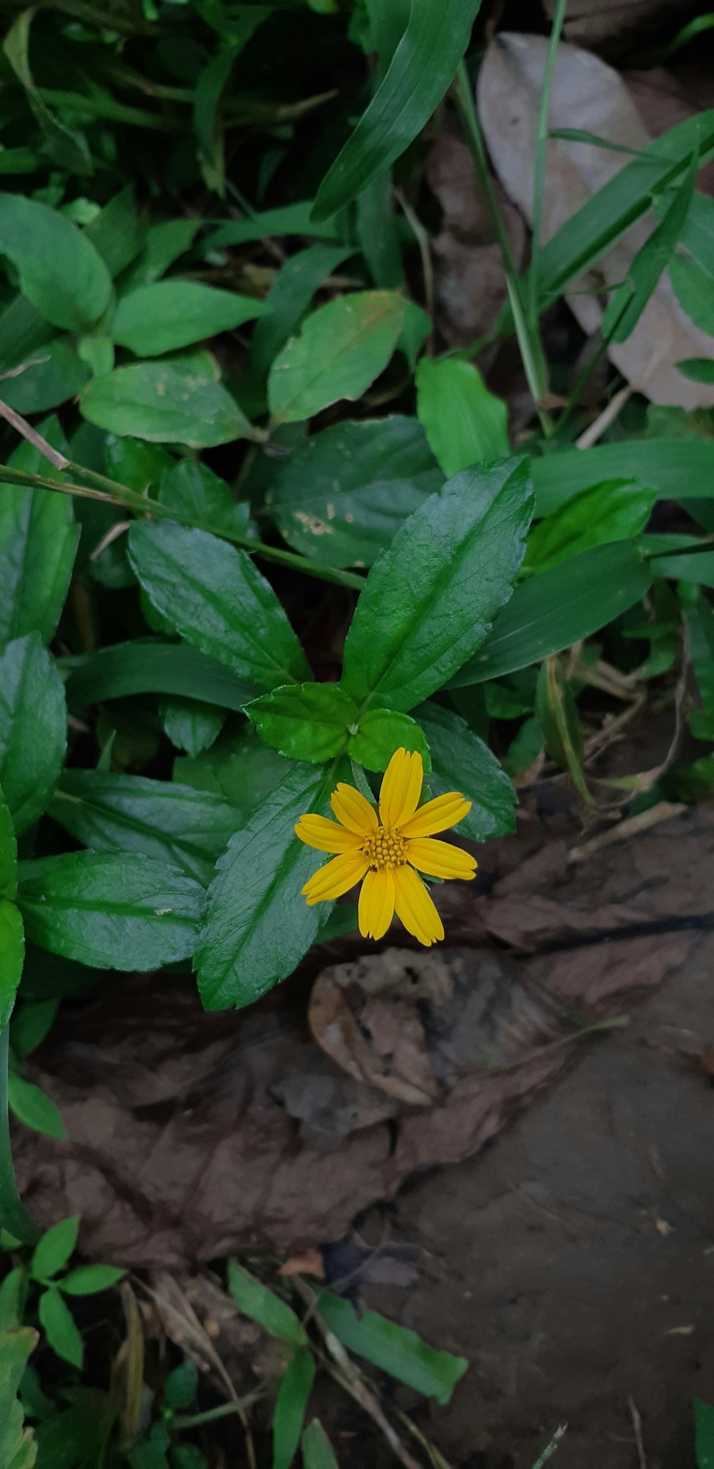 a yellow flower with green leaves in the background