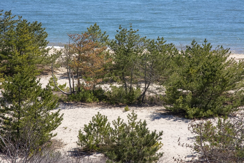 a view of a beach with trees and the ocean in the background