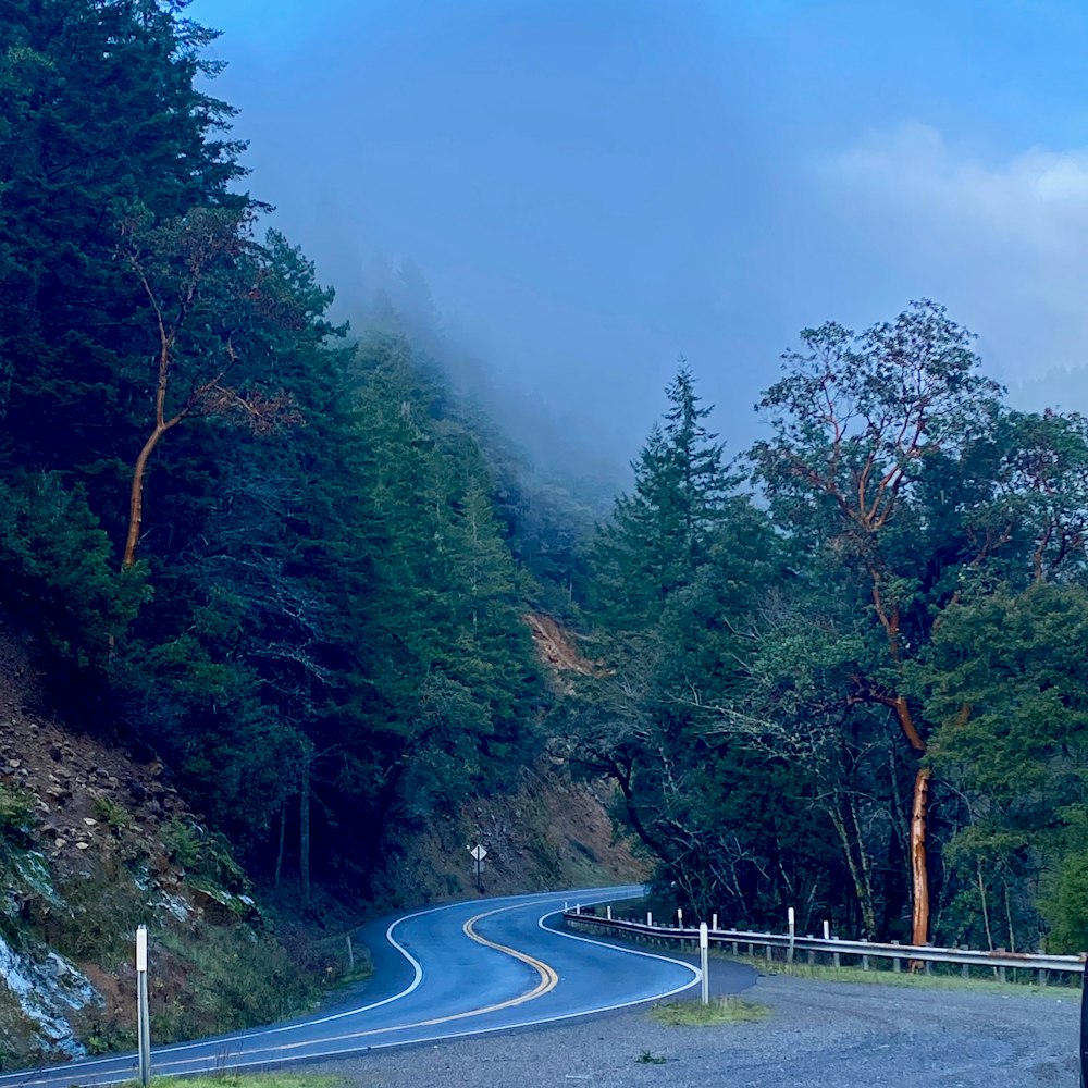 a winding road in the middle of a forest